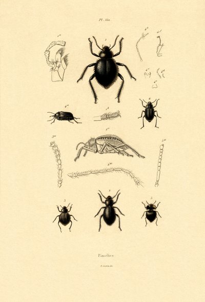 Velvety Bark Beetles by French School